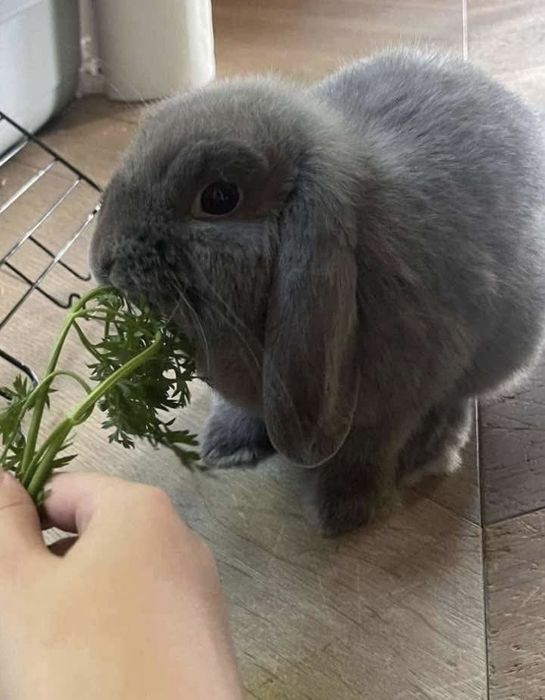 2 urocze króliki MiniLop - chłopiec 1.5 roku + dziewczynka 2 lata