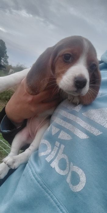 Szczeniaki Beagle