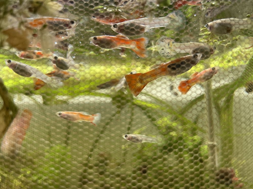 Peixes guppy sortidos (entrego na zona de sintra)