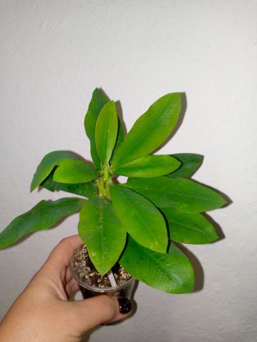 Молочай Міля великоквітковий