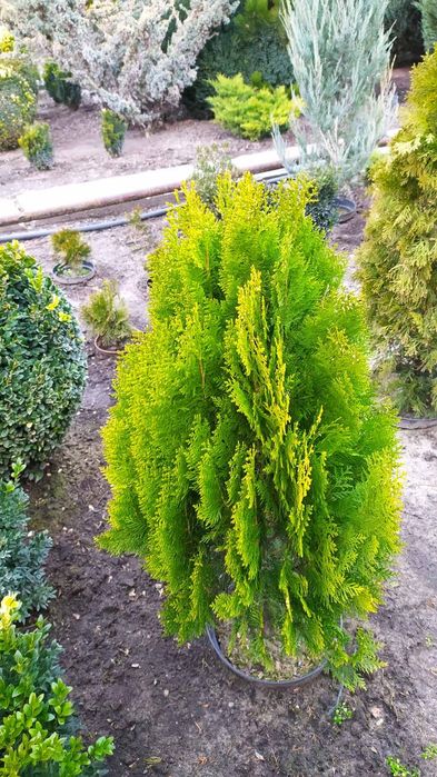 Продам можжевеик Blue Arrow, Олд Голд,Тисы,Туи Нана. Стриженные,,ух