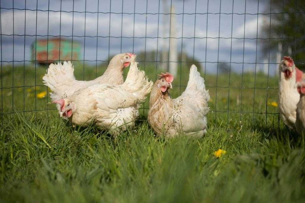 Kury  nioski  z jajkiem