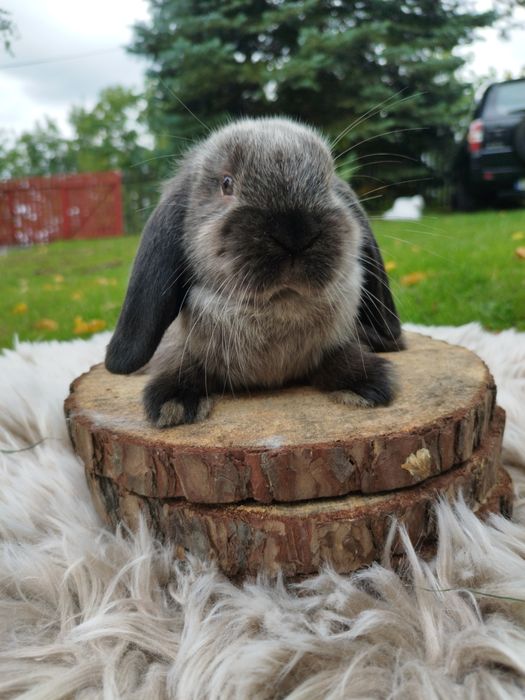 Króliczek miniaturowy baranek mini lop karzełek Teddy hodowla