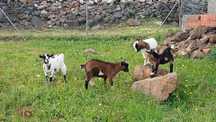 Cabras bebés anãs