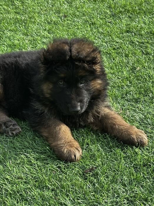 Щенок немецкой овчарки