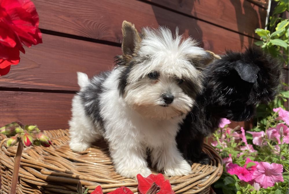 Black & White - black - Yorkshire  Terrier - biewer