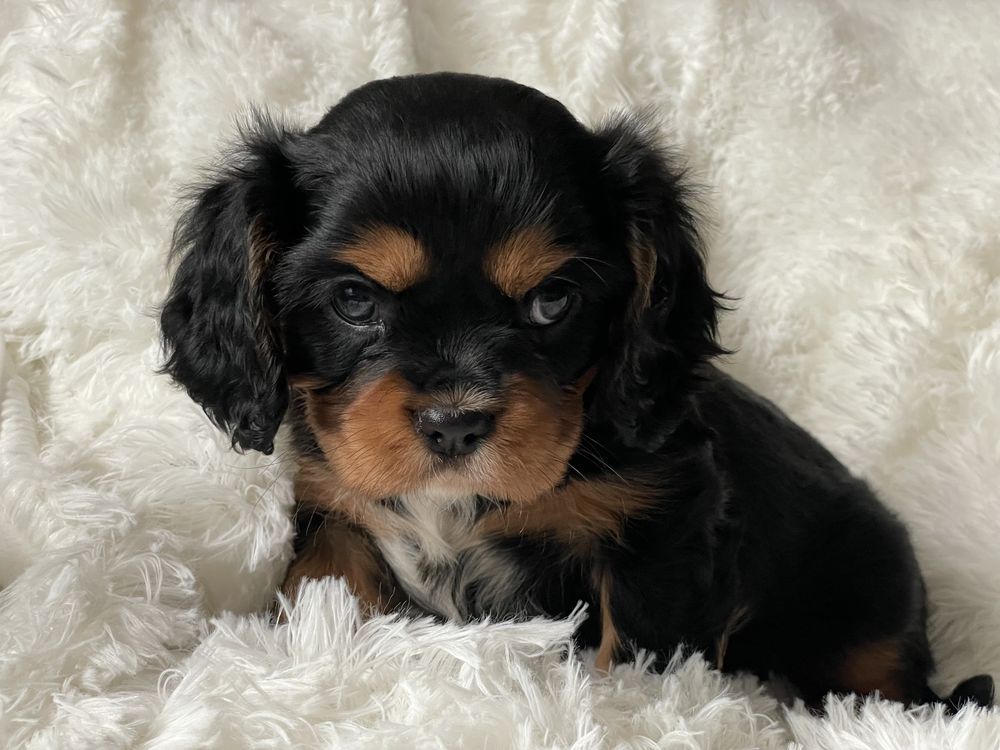 Cavalier KIng Charles Spaniel suczka b&t