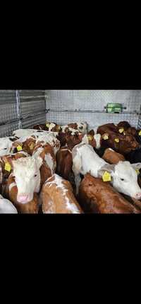 POLSKIE Cielęta Mięsne byczki jalowki sprzedaż
