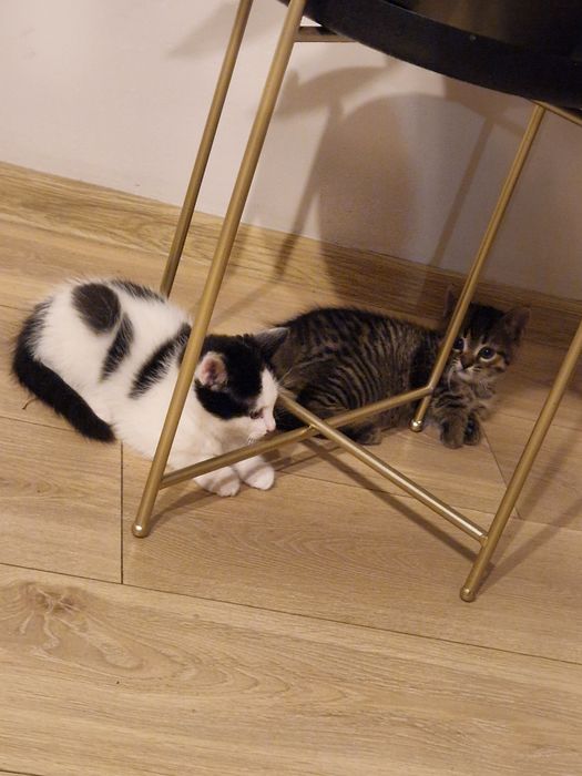 Oddam koty w dobre ręce