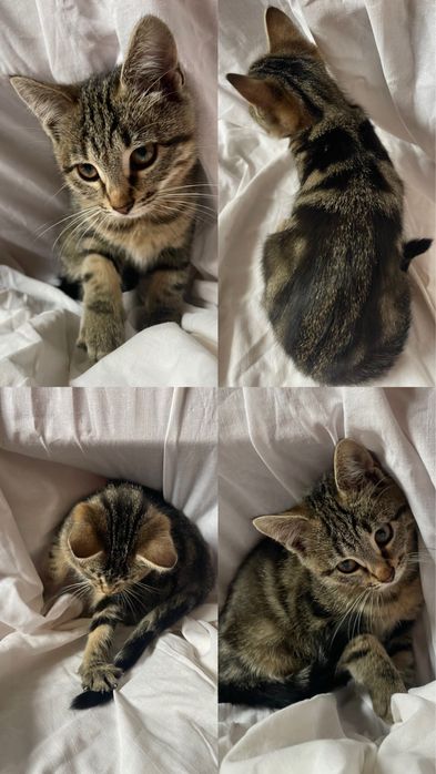 Кішечки, коти, котики