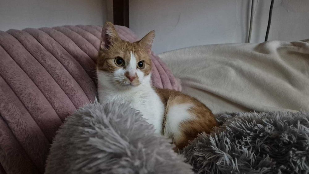 Filipek poleca się do adopcji