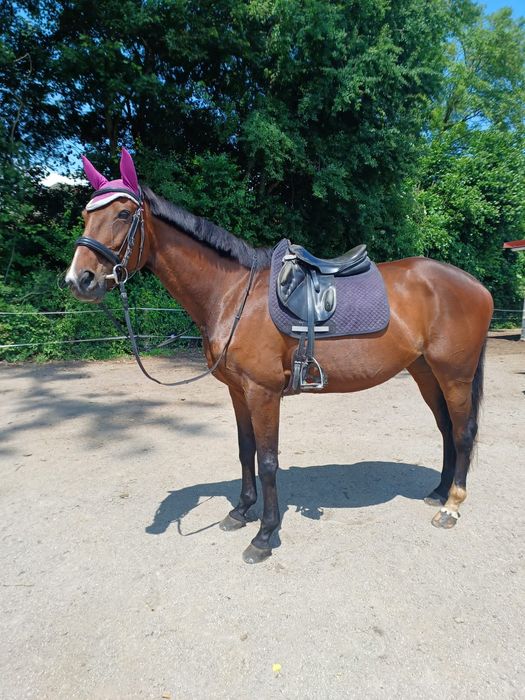 Égua manos é grande