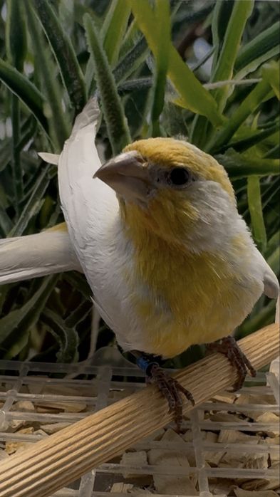 Gil meksykański opal samiec 23r