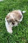 Shih tzu szczeniak suczka