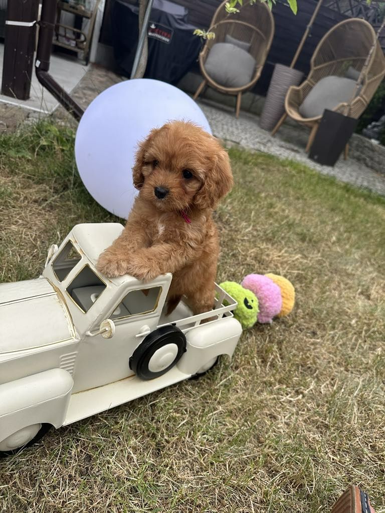 Przesliczna dziewczynka Cavapoo