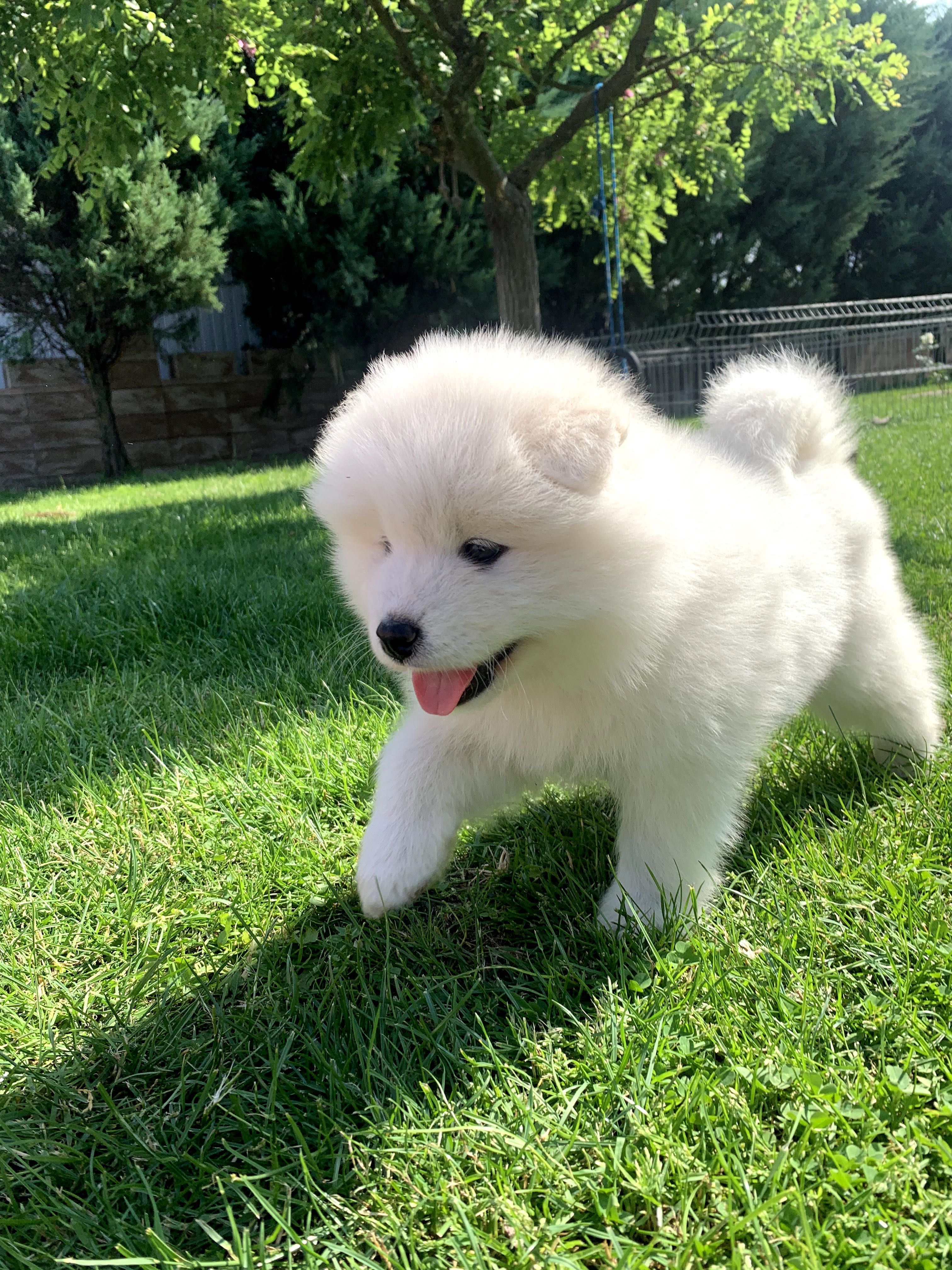 Szczeniak Samoyed !! - sprzedam