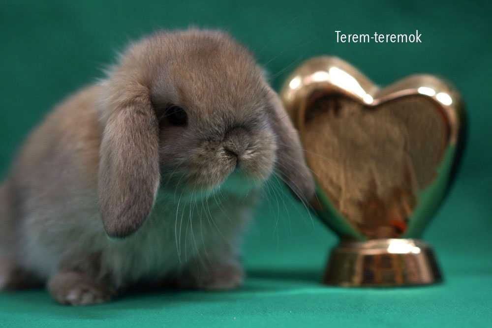 Очень милый породистый крольчонок Мини Лоп