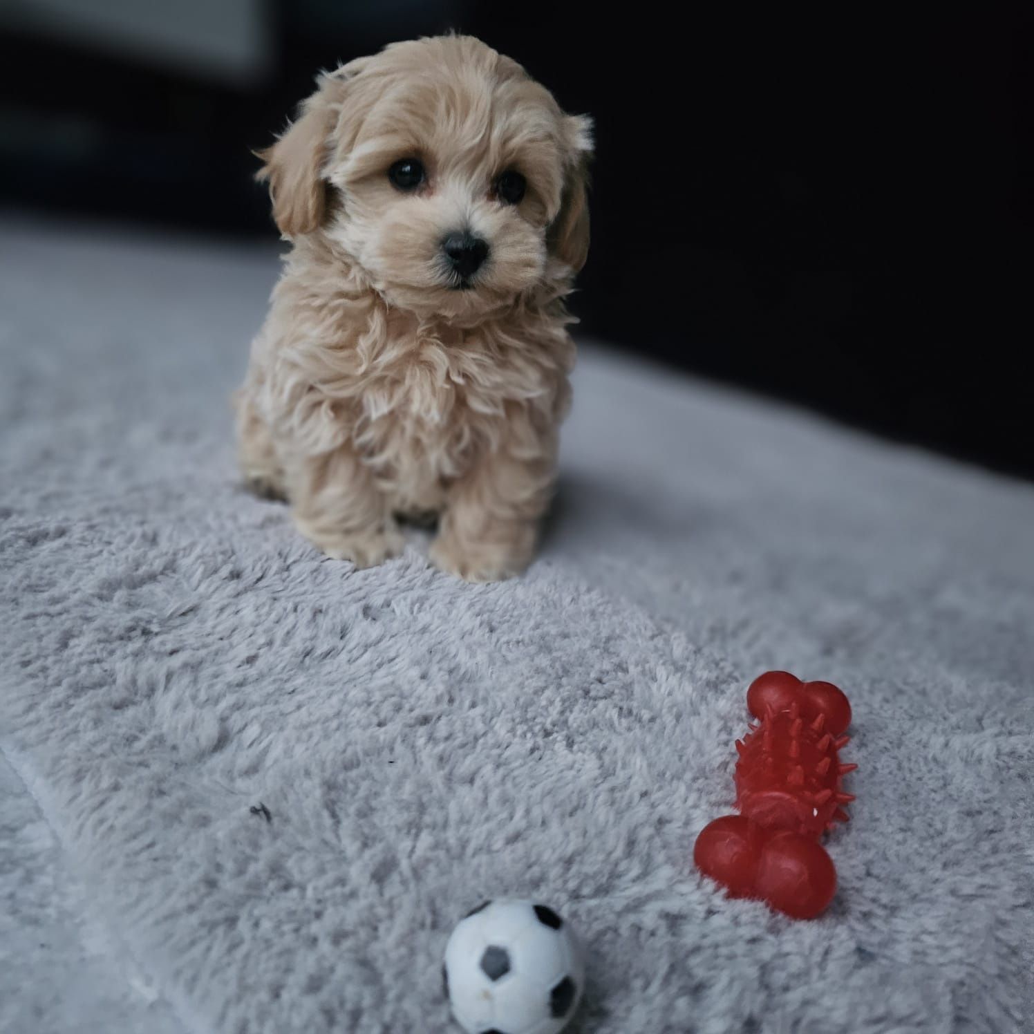 Najśliczniejszy Chłopczyk Maltipoo