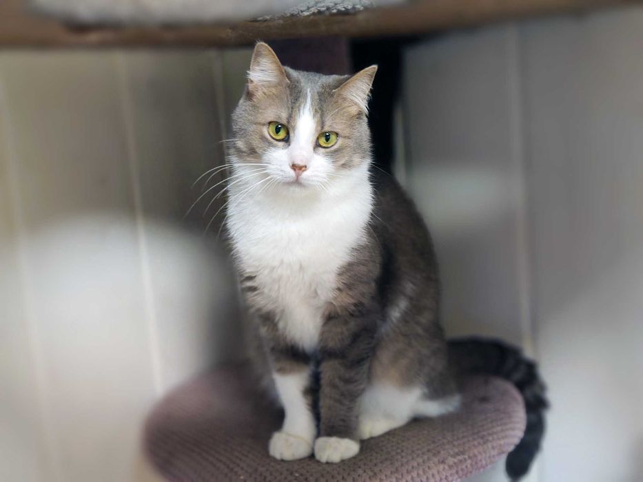 Ніжна кицюня Доллі 1рік шукає домівку! сріблясто-біла кішка кошеня кіт