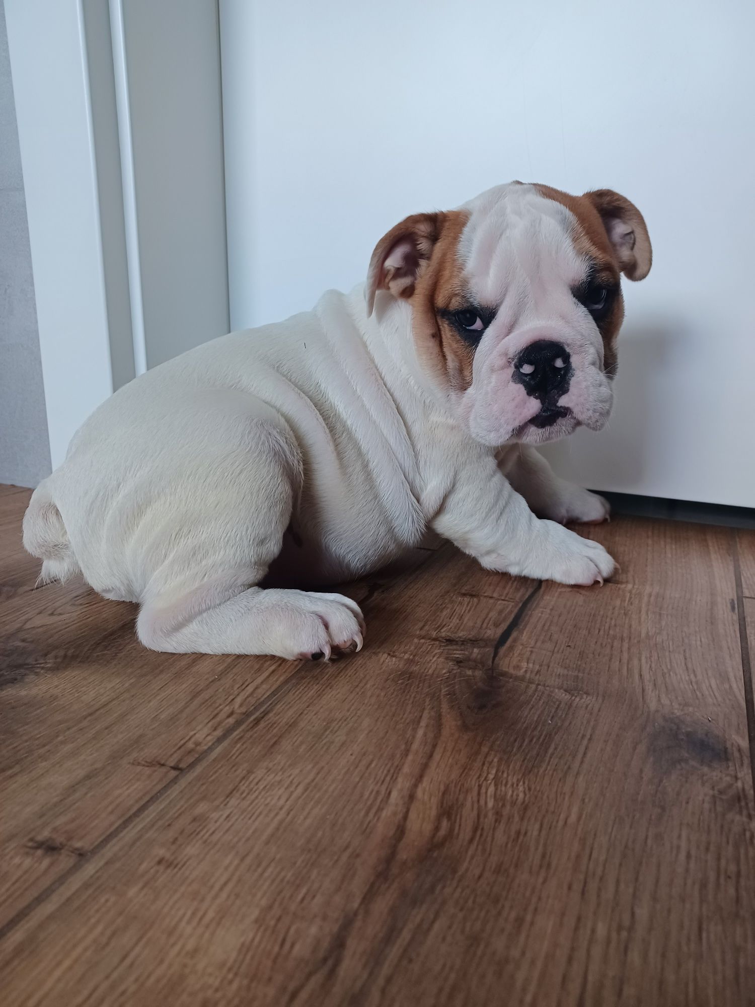 Szczeniak buldog angielski