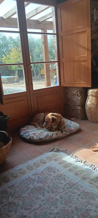 Sundance para adopçao