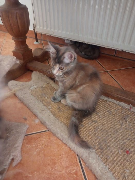 Kotka Maine Coon