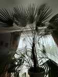 Palma Washingtonia robusta Palma meksykańska