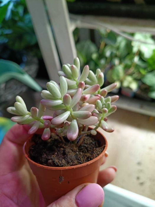 sedum rubrotinctum aurora red