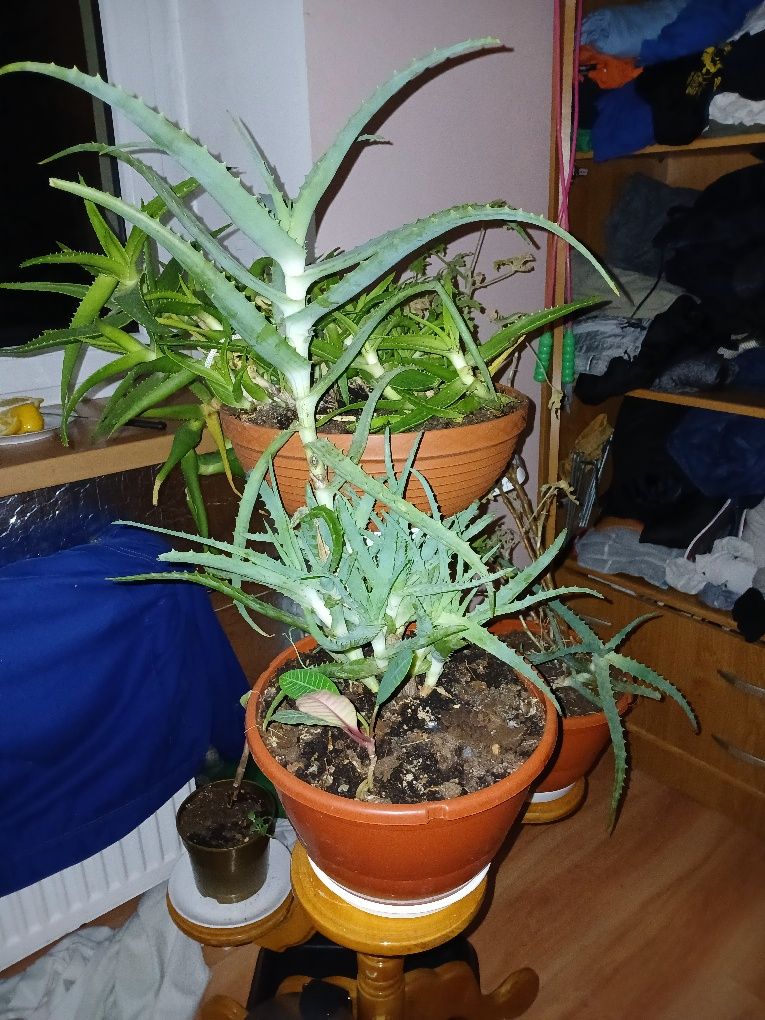 Aleos piękny 60 cm w dużej doniczce