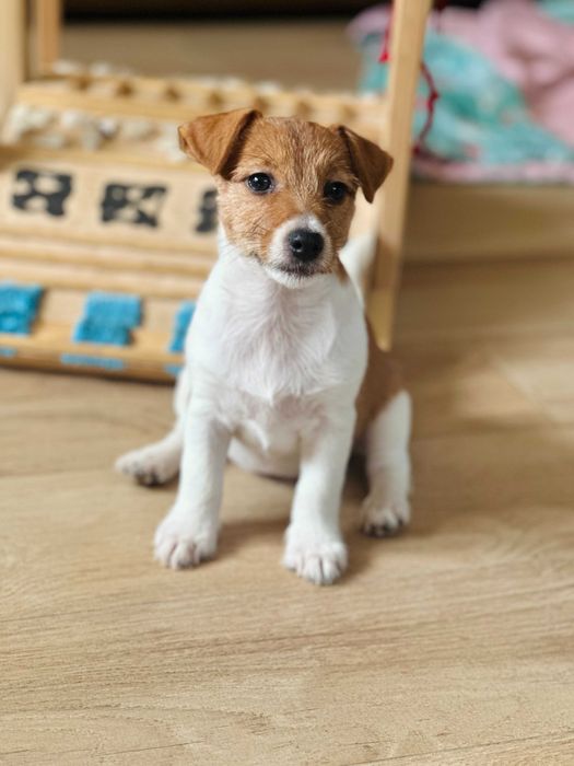 suczka Jack Russell terrier ZKWP/FCI szorstkowłosa