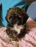 Shih tzu * Szczenięta * tricolor*REZERWACJA