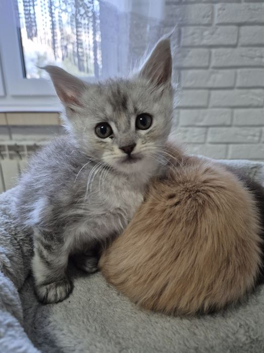 Kocurek czarny Maine coon