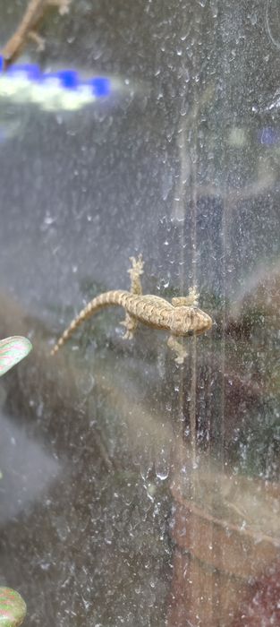 Gekon płaczący lepidodactylus lugubris jaszczurka płaczek