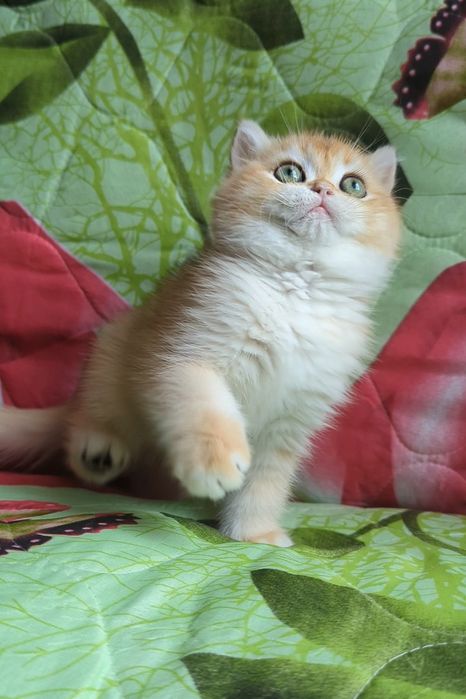 Шиншила золотая ny 12