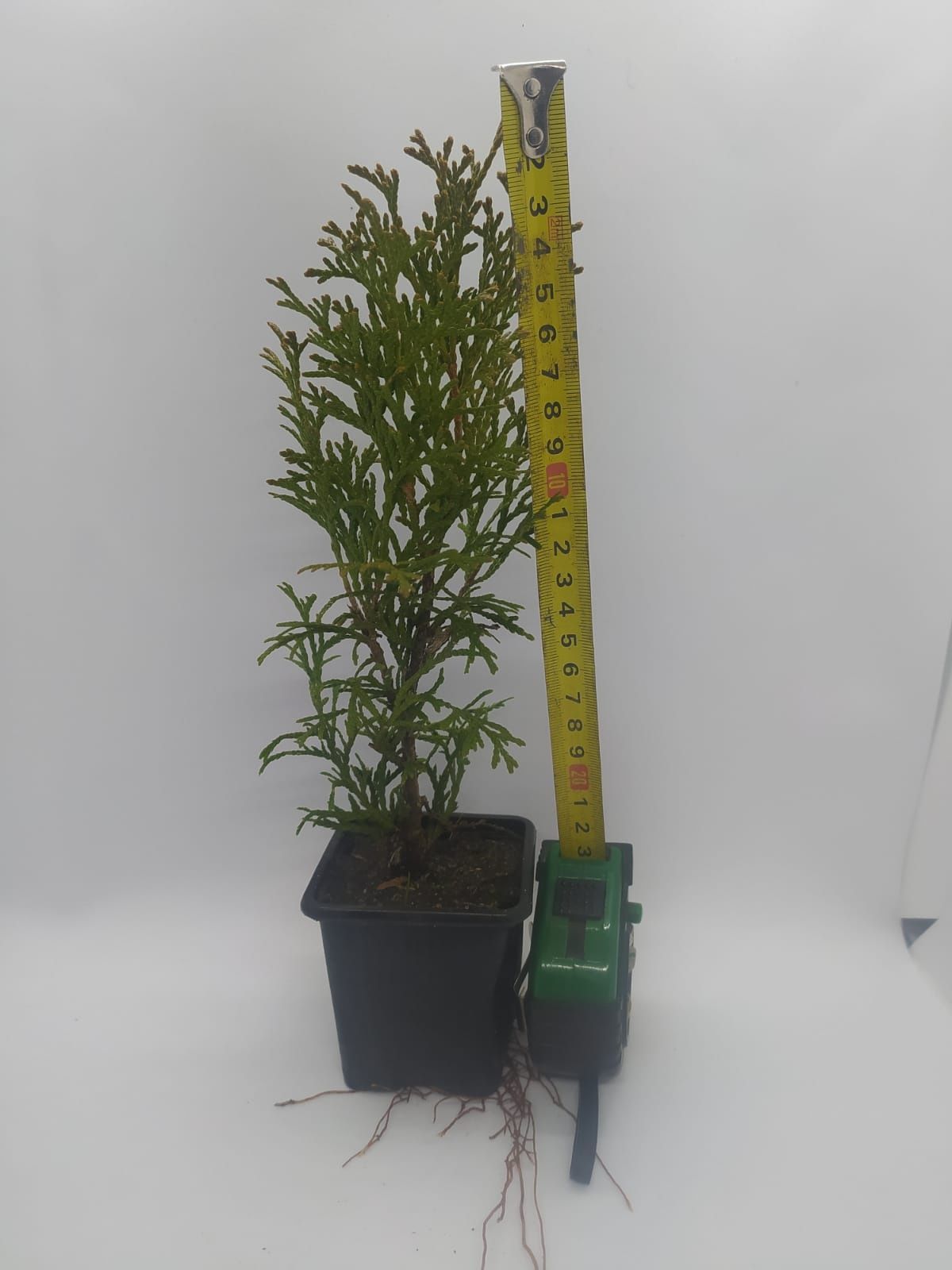 Thuja szmaragd  20+ cm