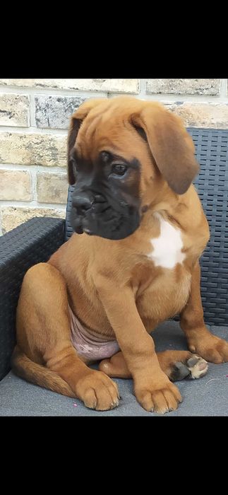 Bokser, szczeniak, chłopak FALKO