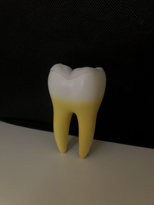 składany model anatomiczny zęba