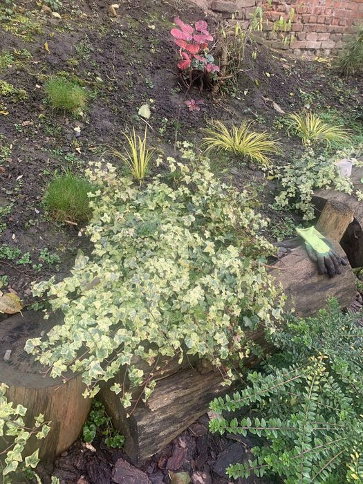 Вуличні строкаті плющі