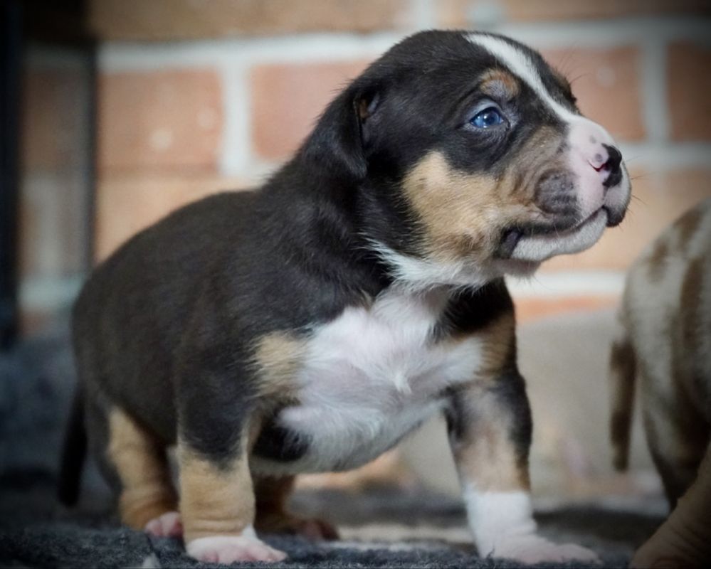American Bully XL ABKC