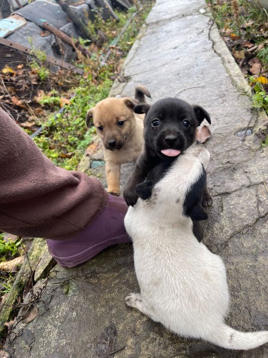 Отдам щенков в добрые руки Новая Дача