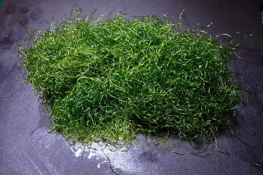 Cheatomorpha "spagetti" makroglony