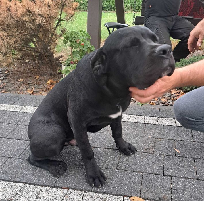 Cane Corso sczeczeniak, pies.