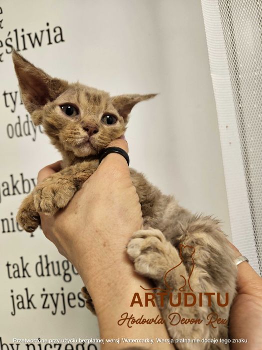 NIESPODZIANKA kotka devon rex
