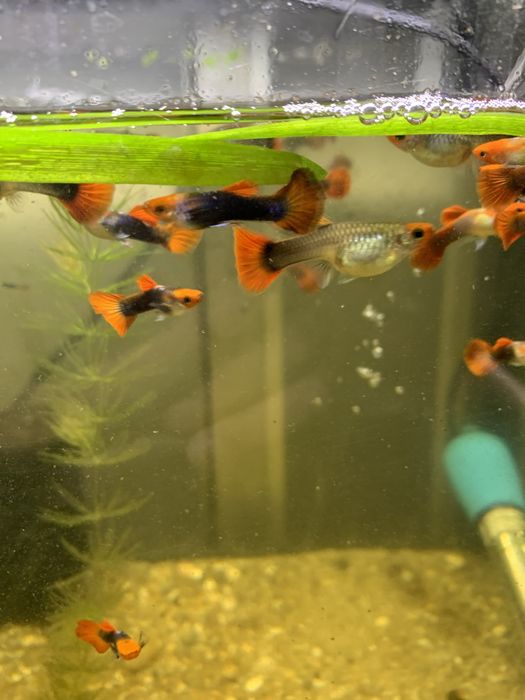 Guppys machos koi  2,50€ cada