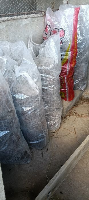 pinhas para acender lareiras e churrascos