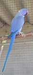 Ring necks 2023 e 2024