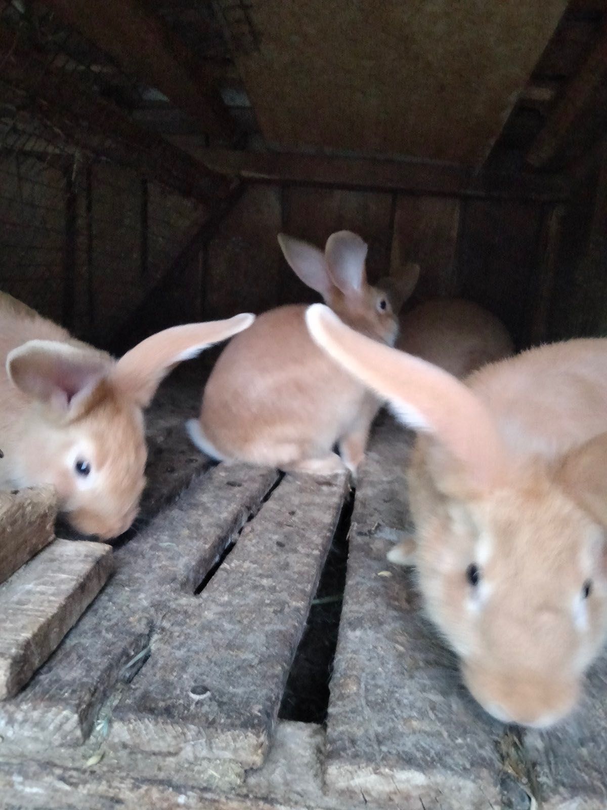 Продам мясо кроликів кролі німецький строкач, бургундець, полтавське с