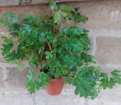 Кактус,гибискус, сансы