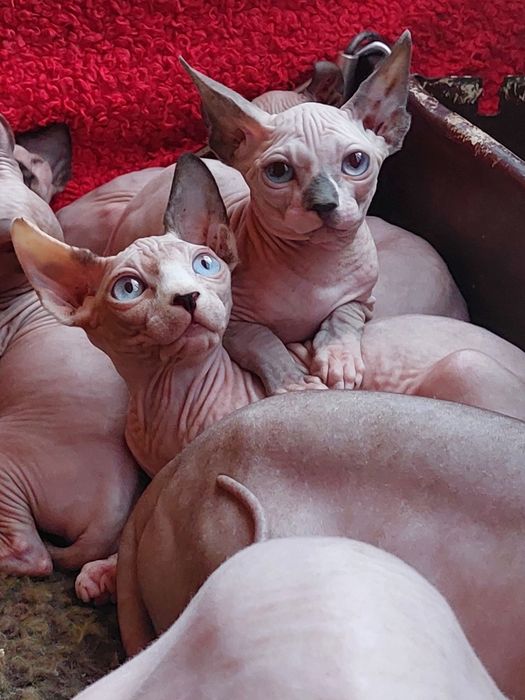 Канадские сфинксы