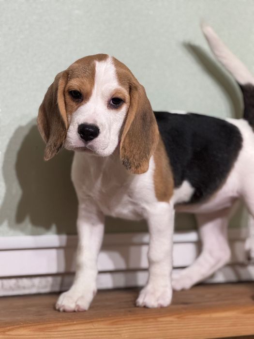 Біглик дівчинка КСУ. Яскравий триколор, соціалізована і грайлива